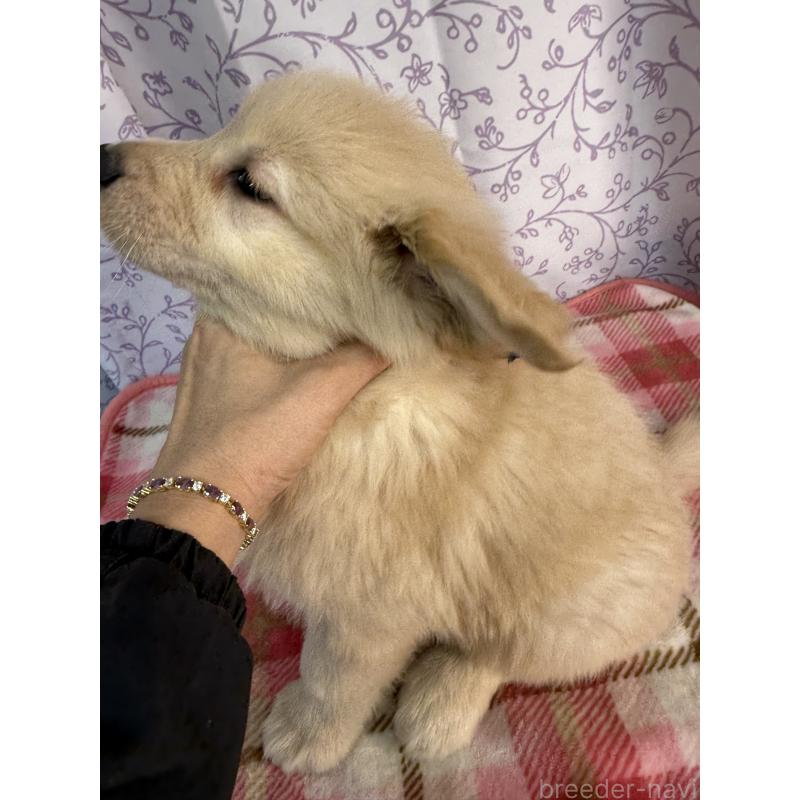 販売中の長野県のゴールデンレトリーバー-426685の2枚目