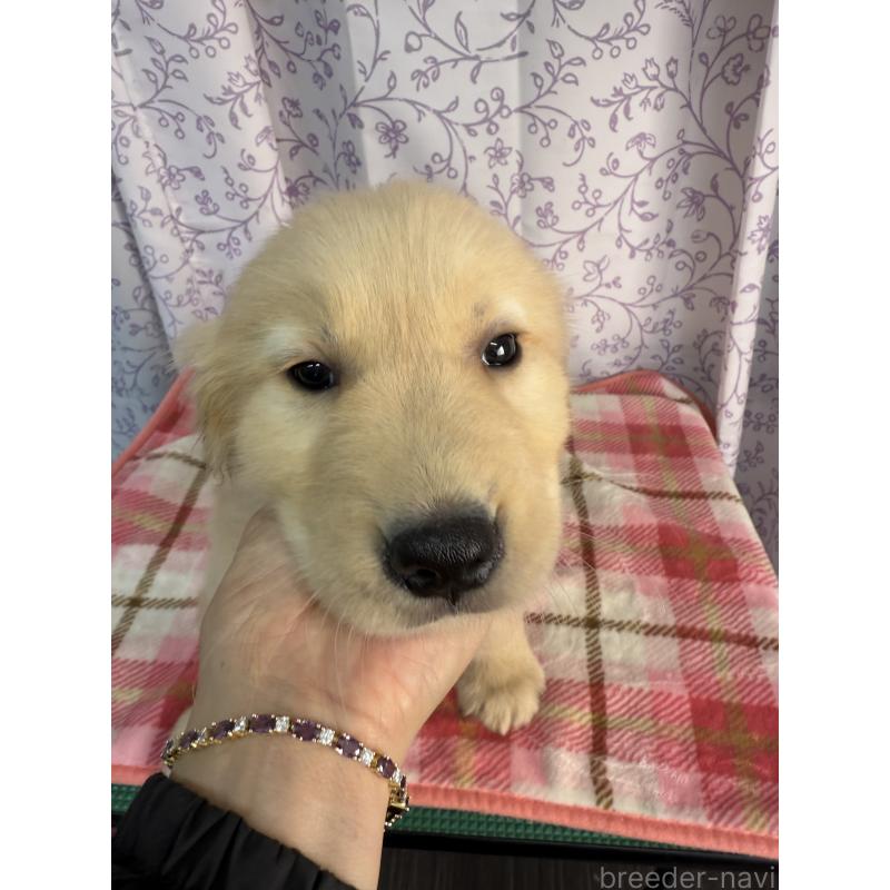 販売中の長野県のゴールデンレトリーバー-426686の3枚目