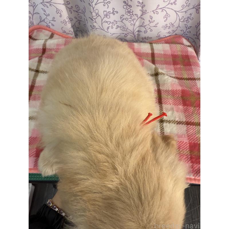 販売中の長野県のゴールデンレトリーバー-426686の2枚目