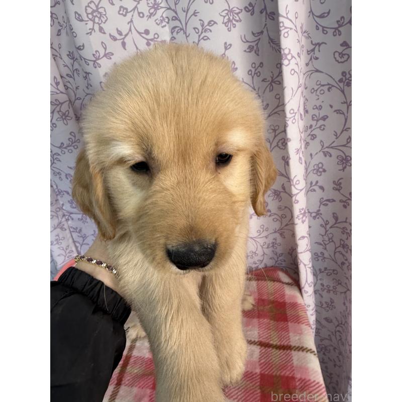 販売中の長野県のゴールデンレトリーバー-426687の4枚目