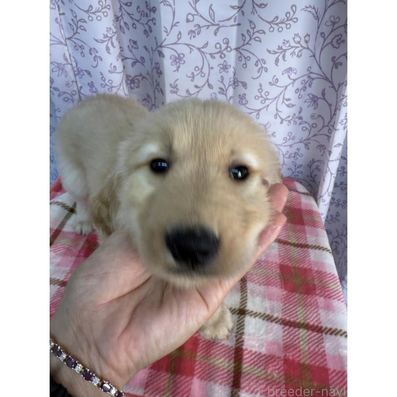 販売中の長野県のゴールデンレトリーバー-426687の3枚目