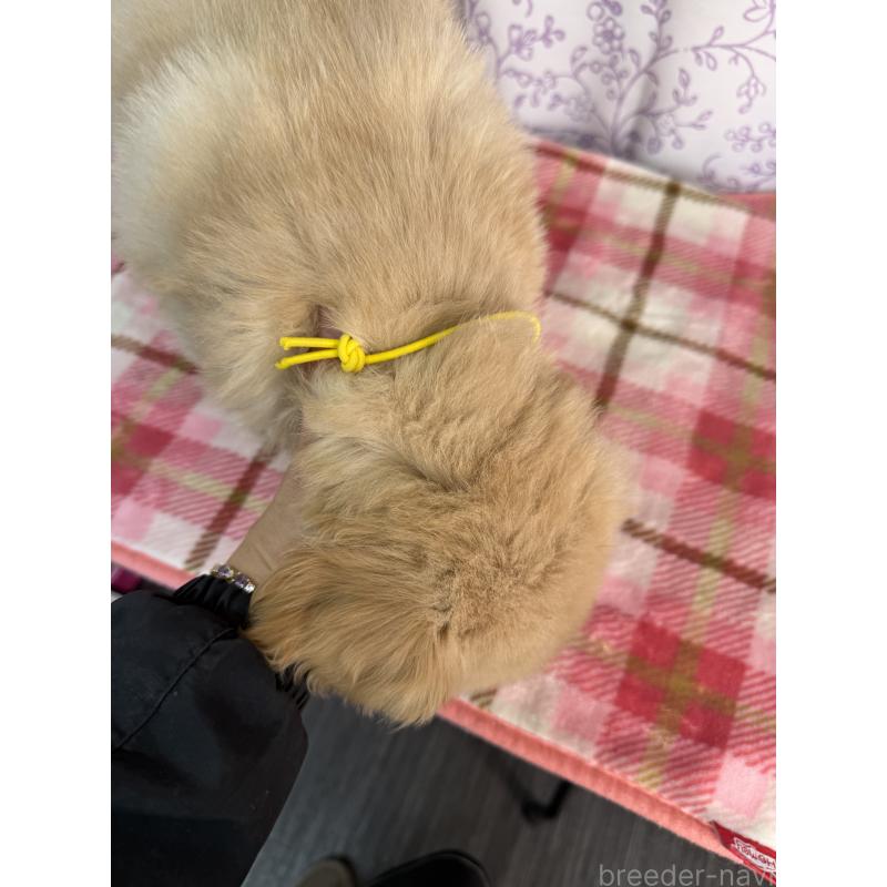 販売中の長野県のゴールデンレトリーバー-426687の2枚目