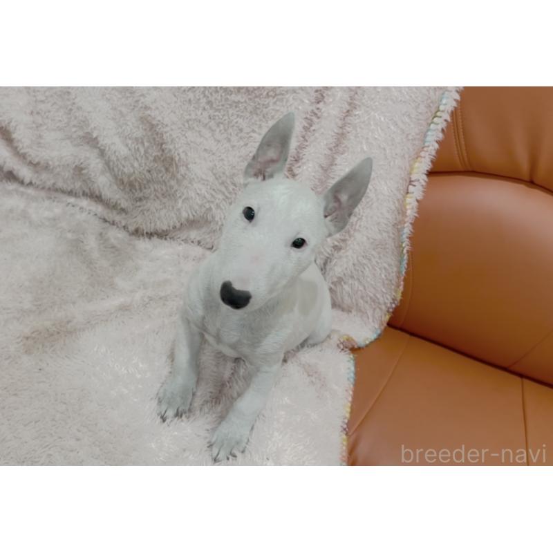 販売中の三重県のミニチュアブルテリア-411934の4枚目