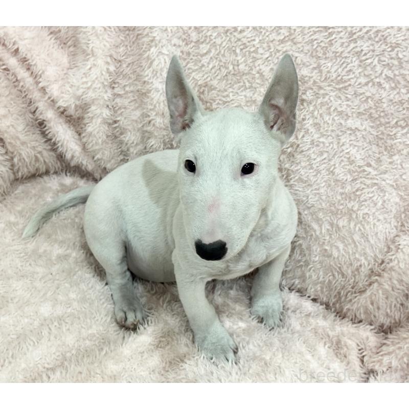 販売中の三重県のミニチュアブルテリア-411934の3枚目