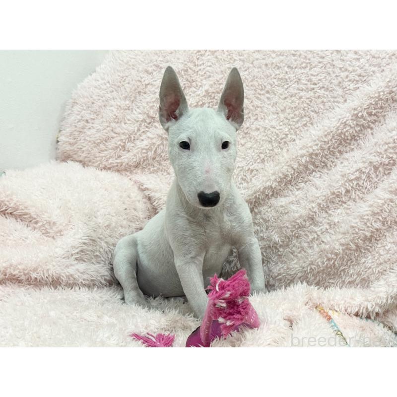 販売中の三重県のミニチュアブルテリア-411934の2枚目