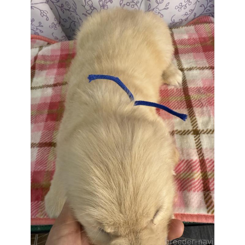 販売中の長野県のゴールデンレトリーバー-426688の3枚目