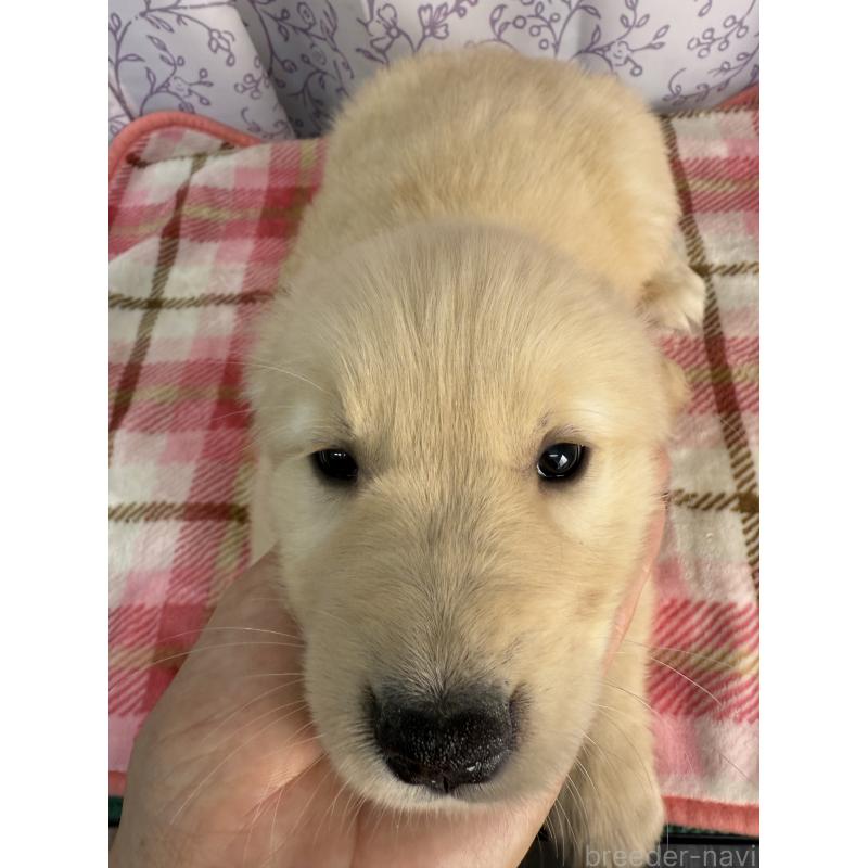 販売中の長野県のゴールデンレトリーバー-426688の2枚目