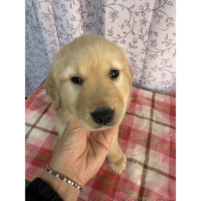 販売中の長野県のゴールデンレトリーバー-426689の3枚目