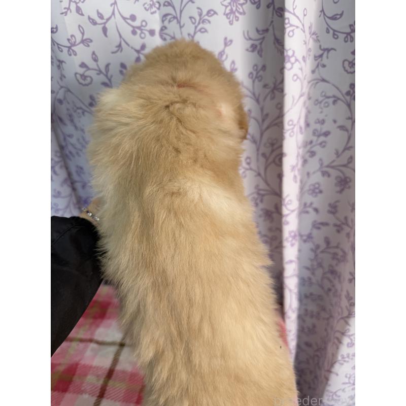 販売中の長野県のゴールデンレトリーバー-426689の2枚目