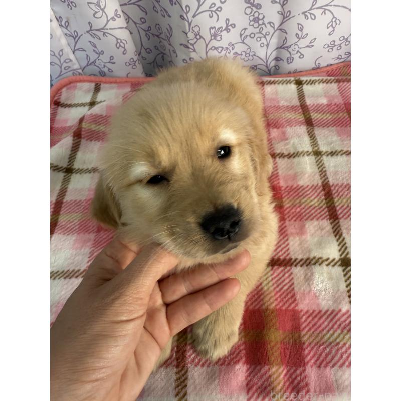 販売中の長野県のゴールデンレトリーバー-426690の3枚目