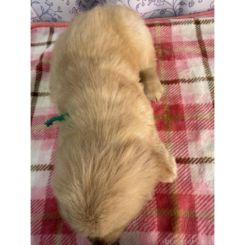 販売中の長野県のゴールデンレトリーバー-426690の2枚目