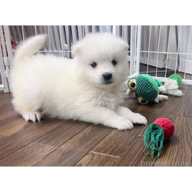 販売中の東京都のサモエド-426691の1枚目