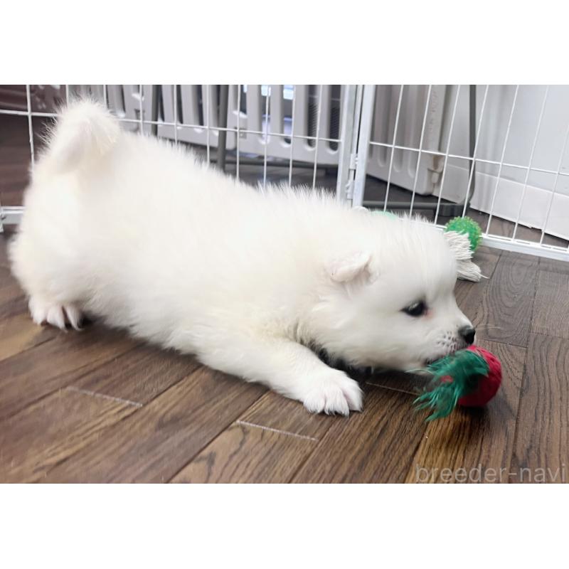 販売中の東京都のサモエド-426691の7枚目