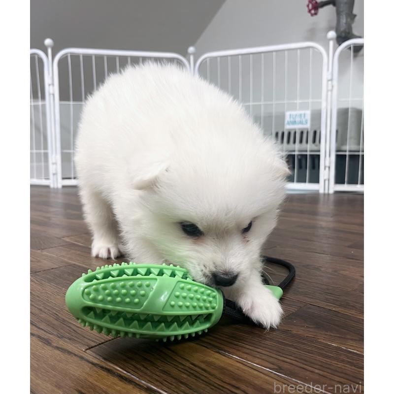 販売中の東京都のサモエド-426691の6枚目