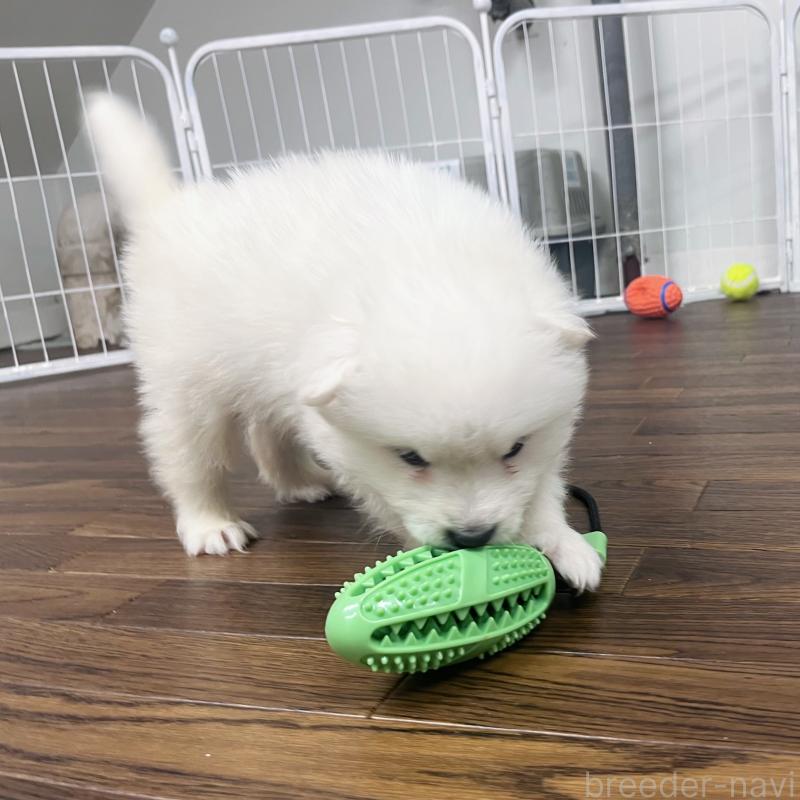 販売中の東京都のサモエド-426691の5枚目