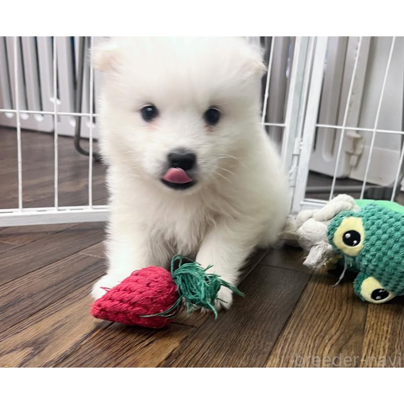 販売中の東京都のサモエド-426691の4枚目