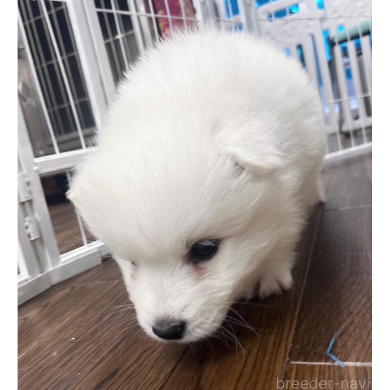 販売中の東京都のサモエド-426691の3枚目