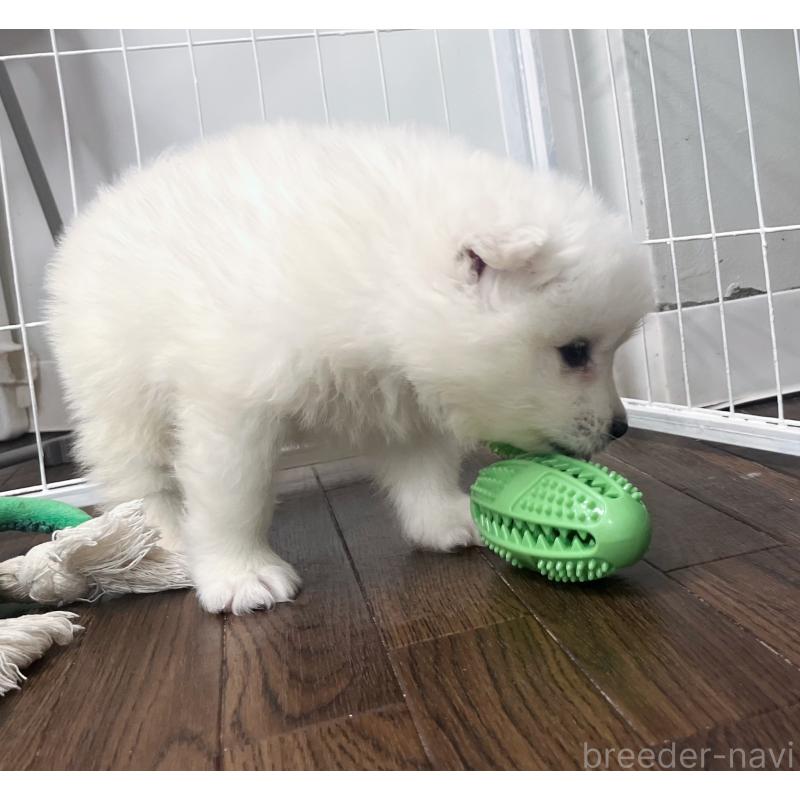 販売中の東京都のサモエド-426691の2枚目