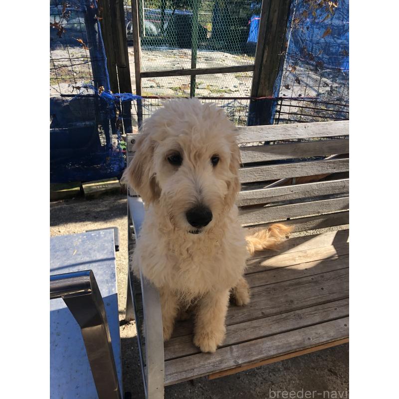 販売中の兵庫県のゴールデンドゥードル:ゴールデンレトリーバー×プードル-399114の7枚目