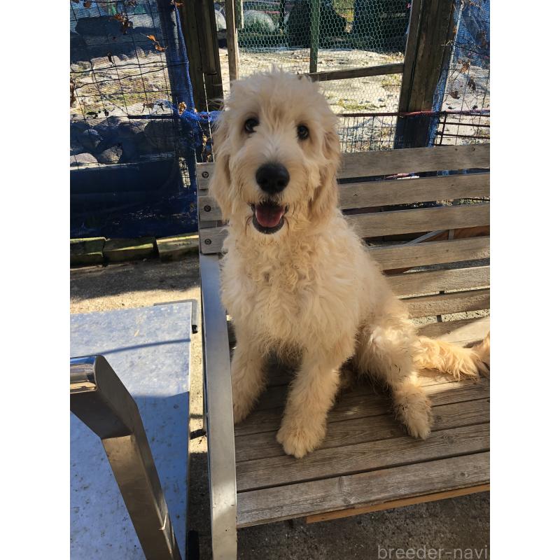 販売中の兵庫県のゴールデンドゥードル:ゴールデンレトリーバー×プードル-399114の6枚目