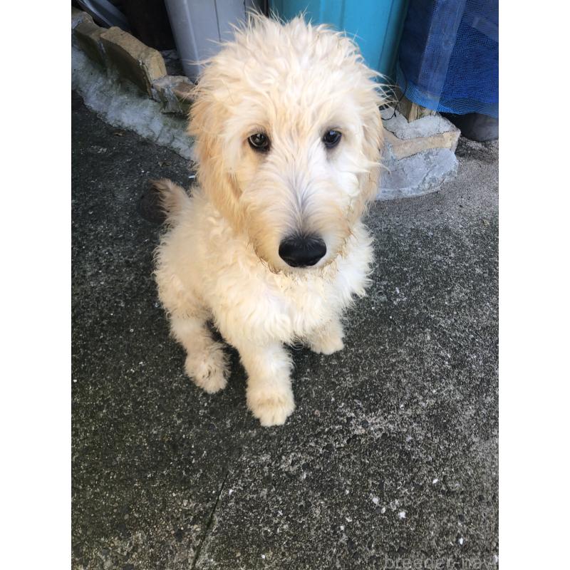 販売中の兵庫県のゴールデンドゥードル:ゴールデンレトリーバー×プードル-399114の5枚目