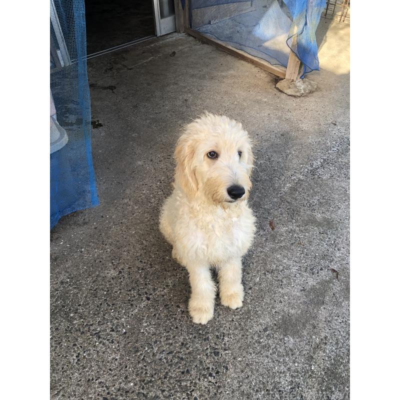 販売中の兵庫県のゴールデンドゥードル:ゴールデンレトリーバー×プードル-399114の4枚目