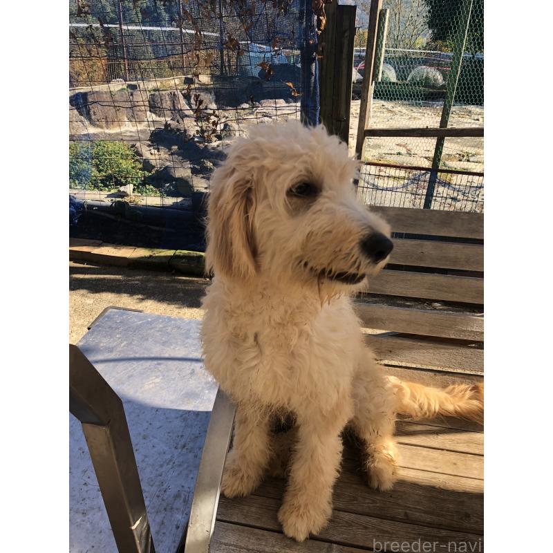 販売中の兵庫県のゴールデンドゥードル:ゴールデンレトリーバー×プードル-399114の3枚目