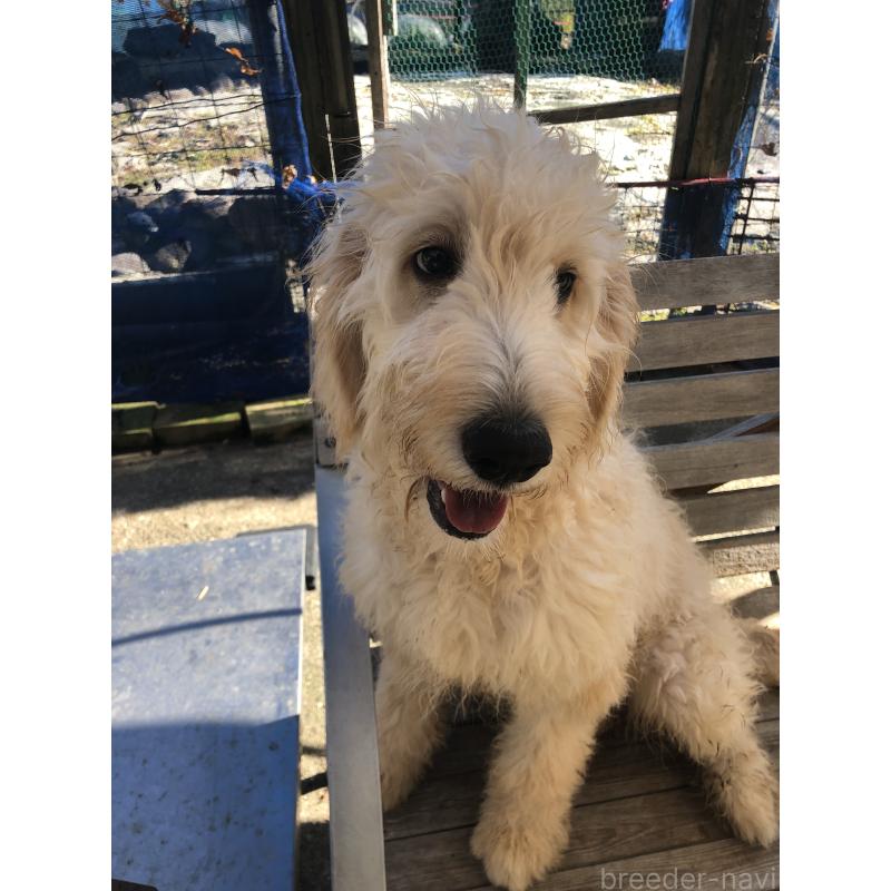 販売中の兵庫県のゴールデンドゥードル:ゴールデンレトリーバー×プードル-399114の2枚目