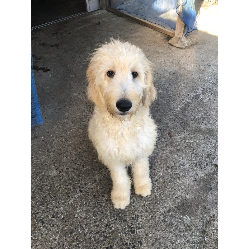 販売中の兵庫県のゴールデンドゥードル:ゴールデンレトリーバー×プードル-399114