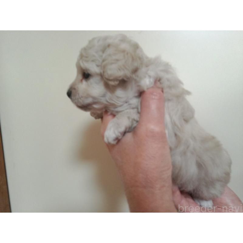 成約済の福岡県のミックス犬-423766の19枚目