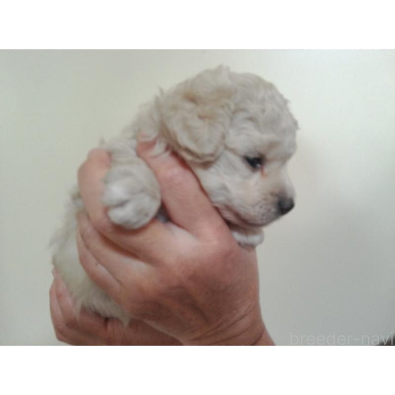 成約済の福岡県のミックス犬-423766の18枚目