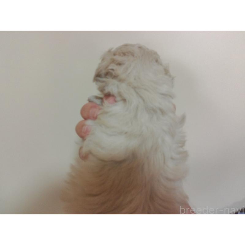 成約済の福岡県のミックス犬-423766の17枚目