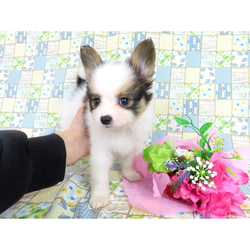 成約済の千葉県のパピヨン-422341の6枚目