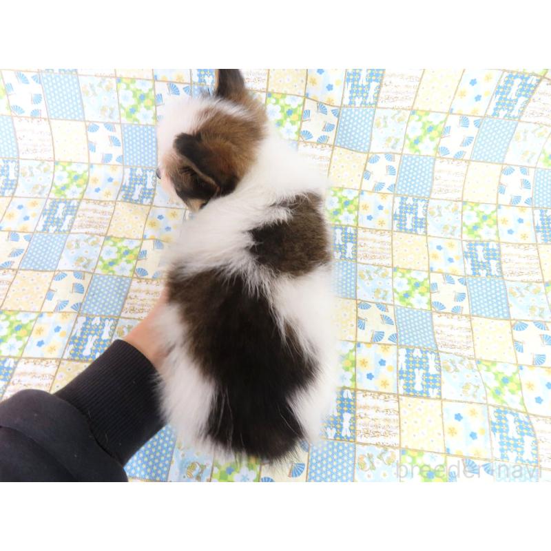 成約済の千葉県のパピヨン-422341の5枚目