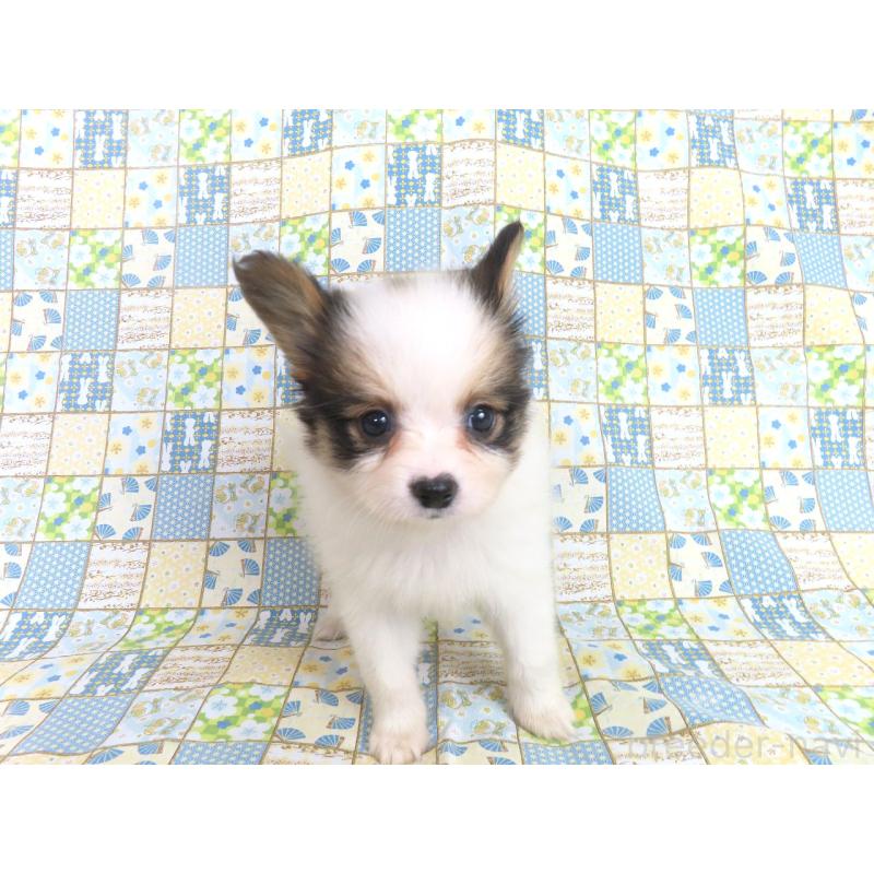 成約済の千葉県のパピヨン-422341の4枚目