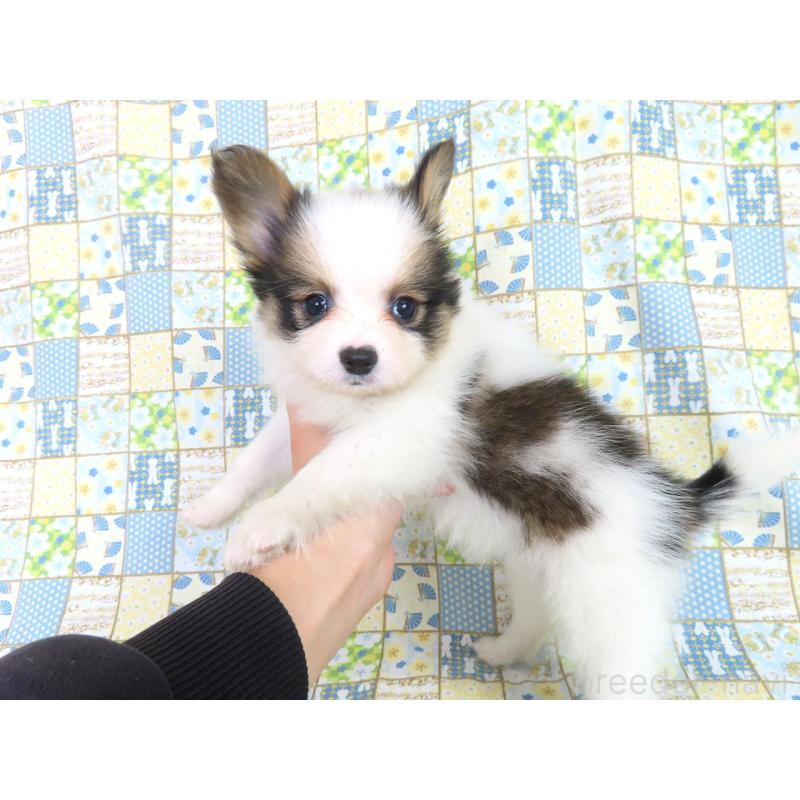 成約済の千葉県のパピヨン-422341の3枚目