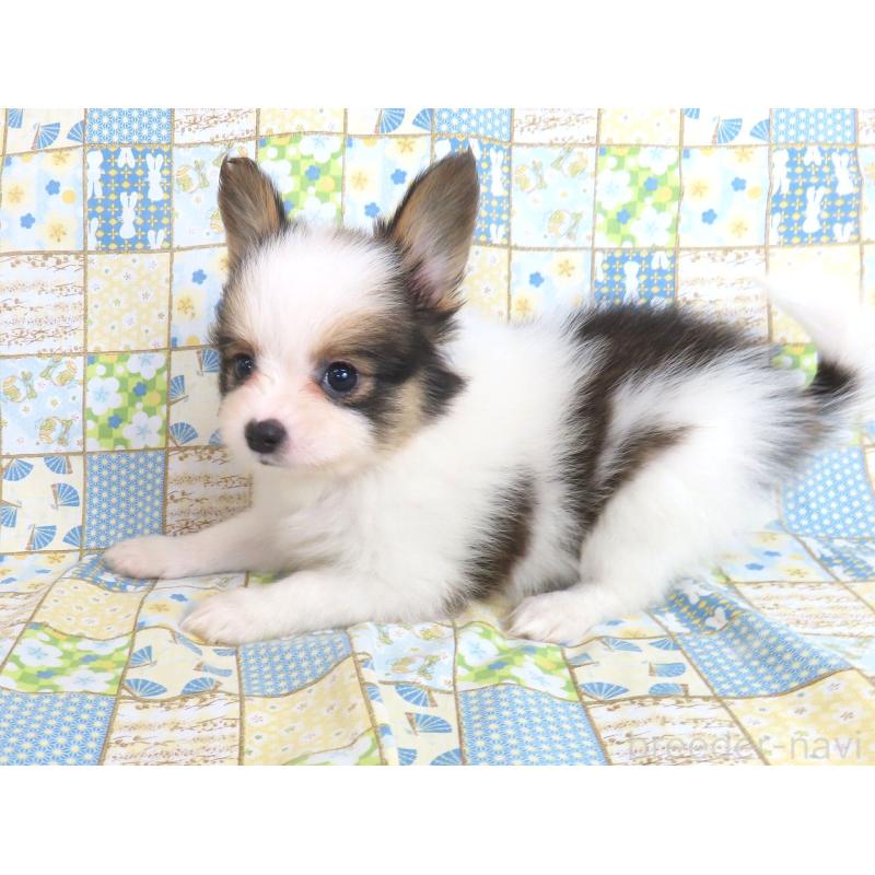 成約済の千葉県のパピヨン-422341の2枚目