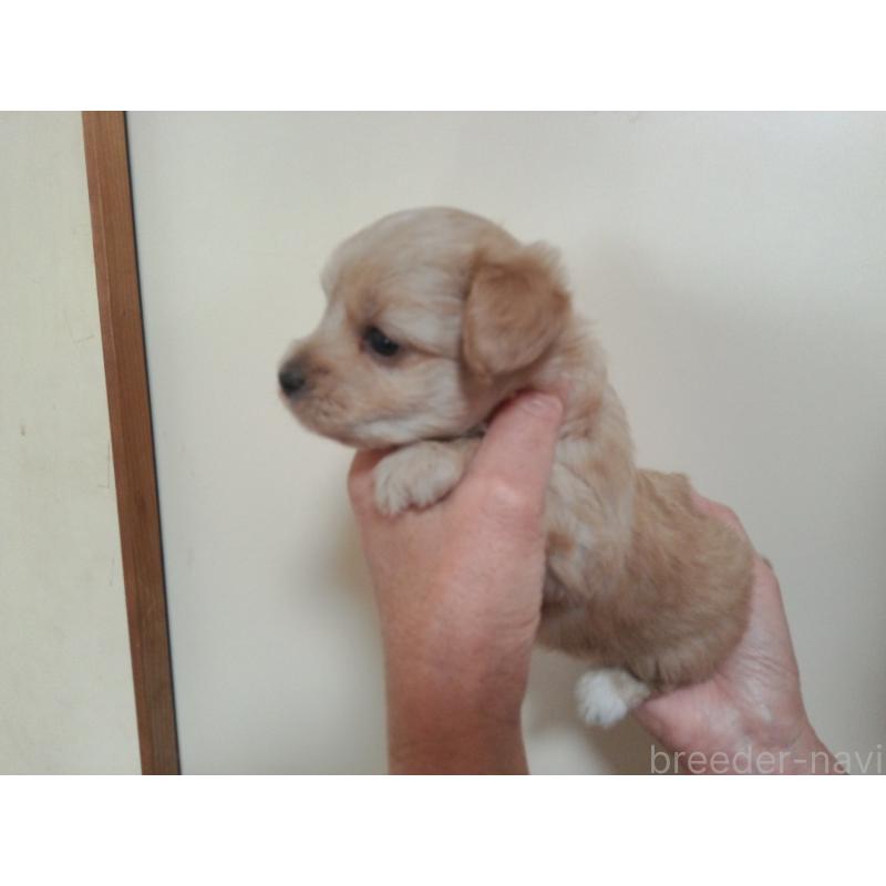 成約済の福岡県のミックス犬-422289の10枚目