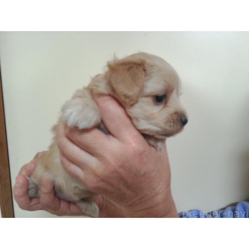 成約済の福岡県のミックス犬-422289の9枚目