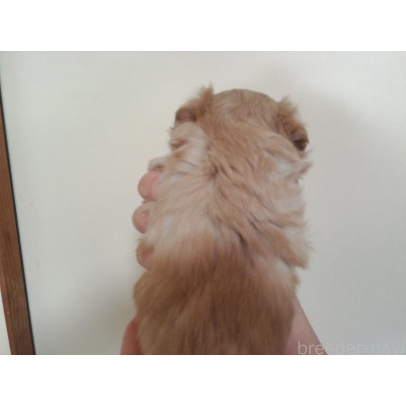 成約済の福岡県のミックス犬-422289の8枚目