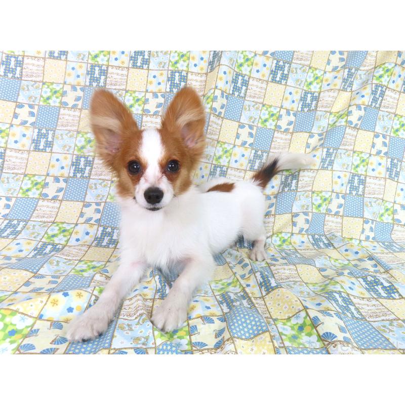 販売中の千葉県のパピヨン-394125の9枚目