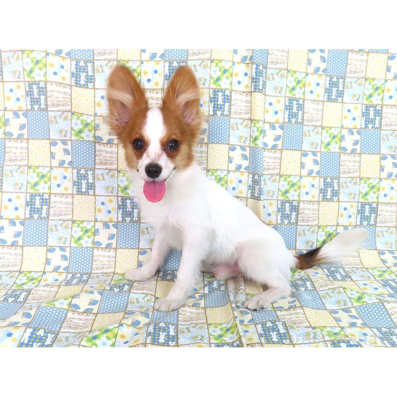 販売中の千葉県のパピヨン-394125の8枚目