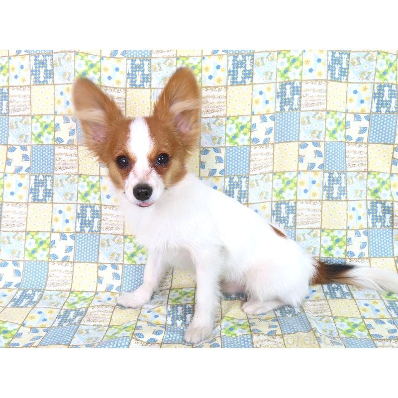 販売中の千葉県のパピヨン-394125の7枚目