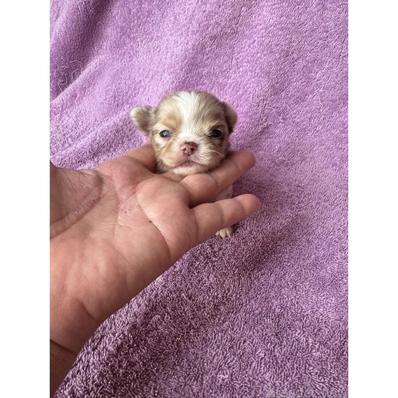 販売中の栃木県のチワワ(ロングコート)-426692の3枚目