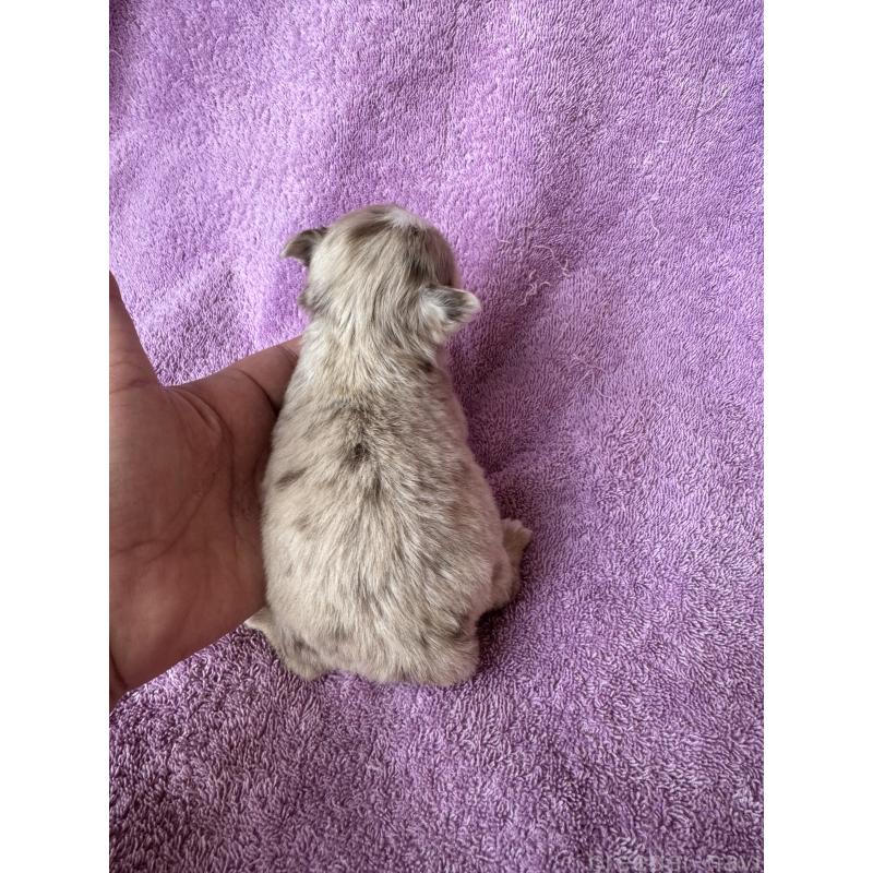 販売中の栃木県のチワワ(ロングコート)-426692の2枚目