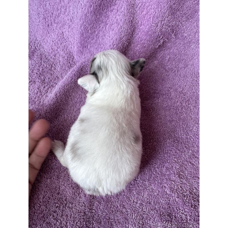 販売中の栃木県のチワワ(ロングコート)-426693の2枚目