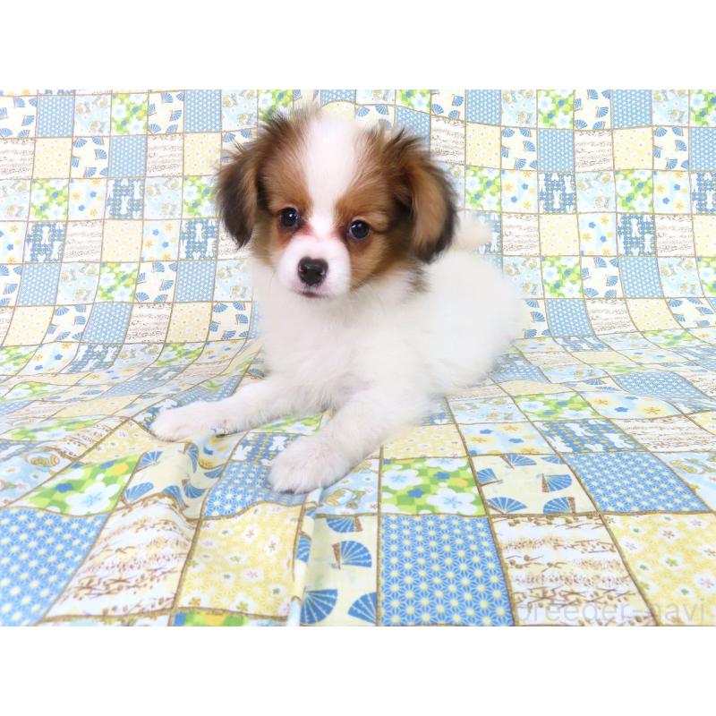 成約済の千葉県のパピヨン-416474の10枚目