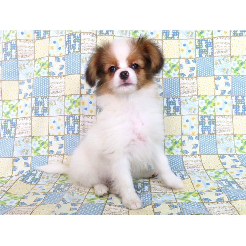 成約済の千葉県のパピヨン-416474の9枚目