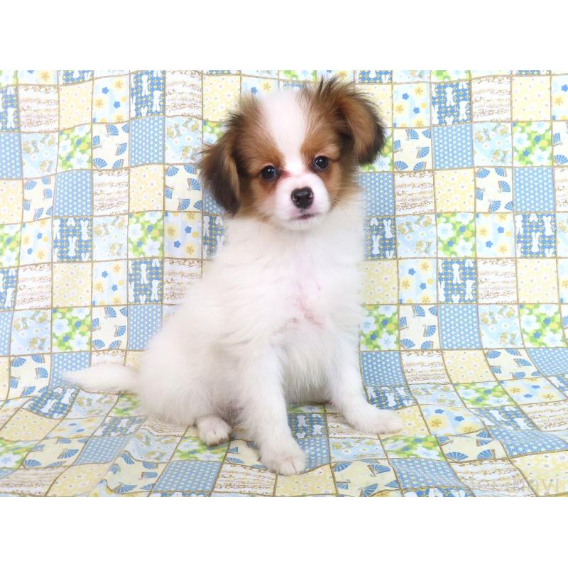 成約済の千葉県のパピヨン-416474の8枚目