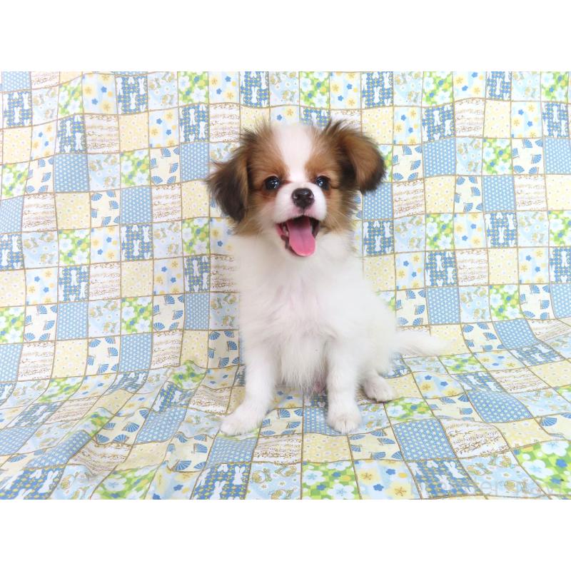 成約済の千葉県のパピヨン-416474の7枚目